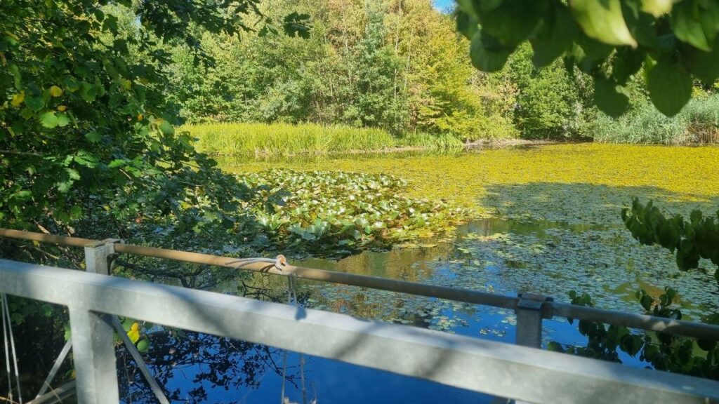 Weiher voller Seerosen, gesehen von einem Brückengeländer